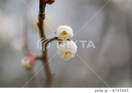 ウメの花 6743485
