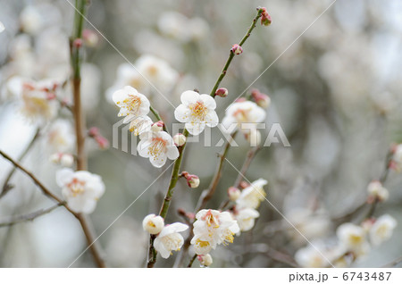 ウメの花 ウメの花 6743487