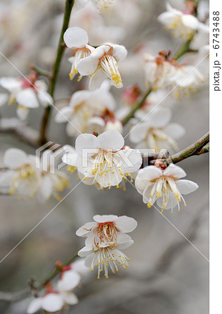 ウメの花 6743488
