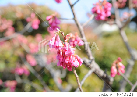 寒緋桜 寒緋桜 6743523