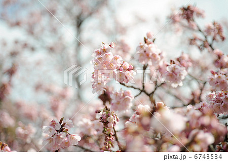 彼岸桜 6743534