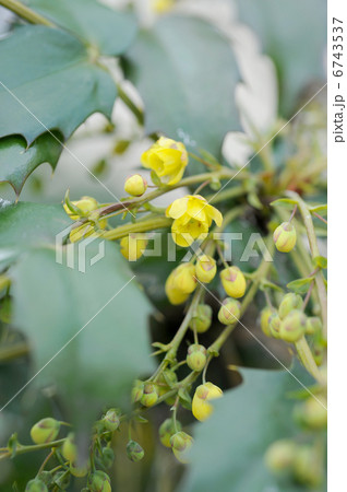 ヒイラギの花 6743537