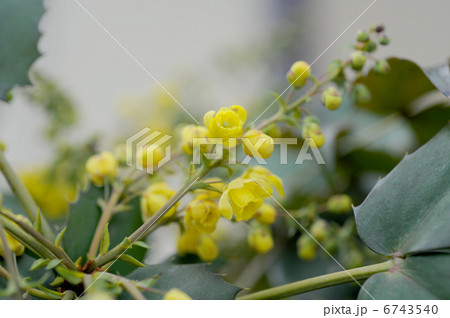ヒイラギの花 ヒイラギの花 6743540
