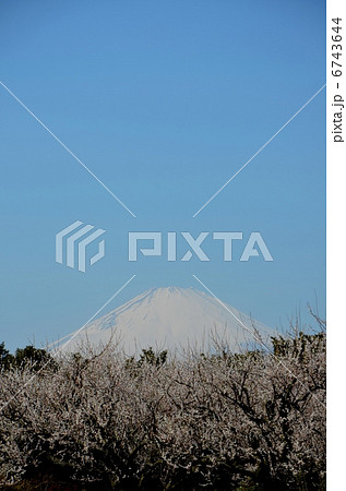 曽我梅林と富士山 曽我梅林と富士山 6743644