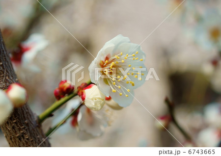 梅 花言葉:高潔な心 Japanese apricot 梅 花言葉:高潔な心 Japanese apricot 6743665
