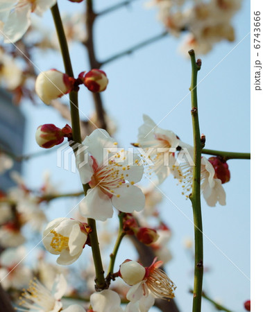 梅 花言葉 高潔な心 Japanese Apricotの写真素材