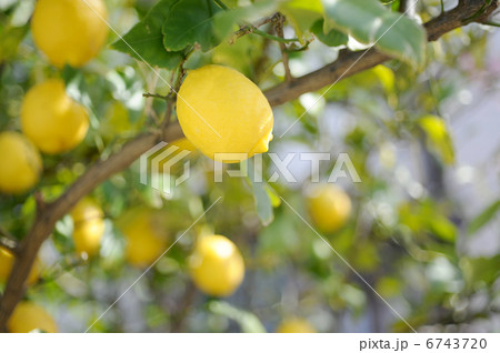 レモン 6743720
