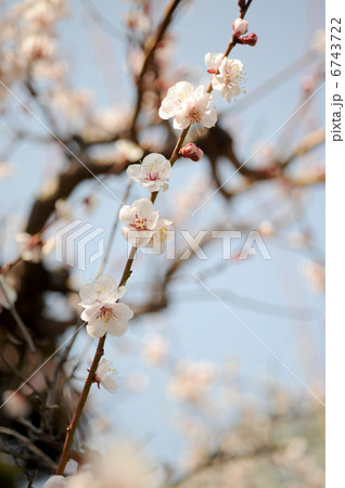 梅の花 梅の花 6743722