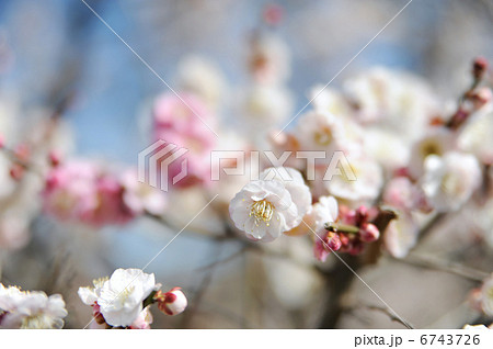 梅の花 6743726
