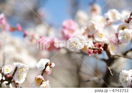 梅の花 6743732