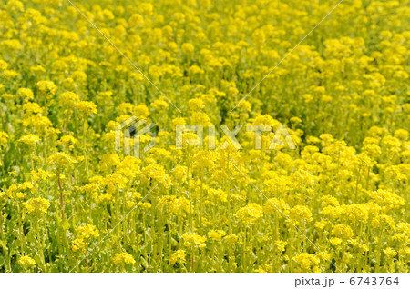 菜の花 6743764