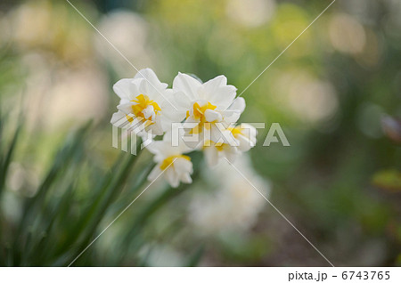 スイセンの花 6743765