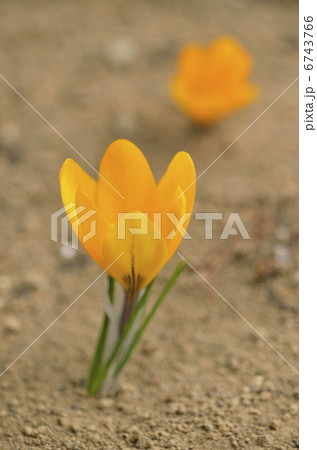 クロッカス(花サフラン) クロッカス(花サフラン) 6743766