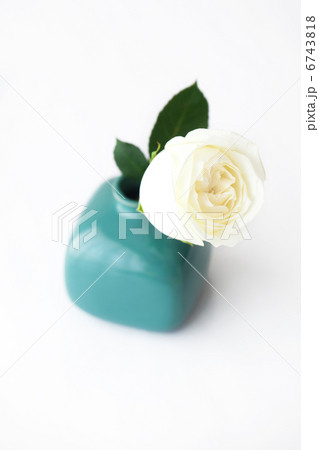 beautiful white rose in a vase 6743818