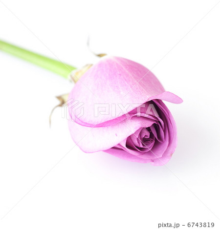 beautiful violet rose isolated on white 6743819