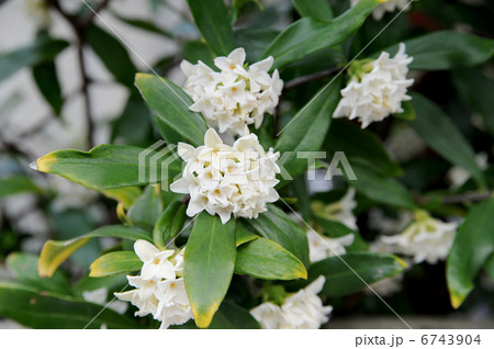 沈丁花 沈丁花 6743904