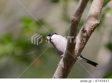 ウソ ウソ 6743937