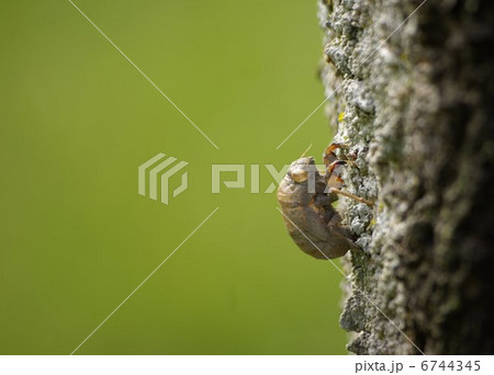 冬を越した空蝉〈クローズアップ） 6744345