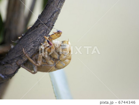 冬を越した空蝉〈クローズアップ） 6744346