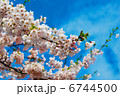 サクラ 6744500