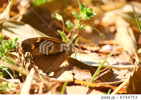 テングチョウ♀ テングチョウ♀ 6744753
