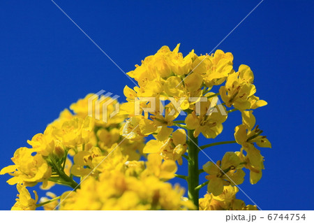 菜の花と青空 6744754