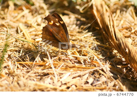 テングチョウ 6744770