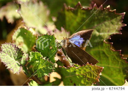 ムラサキシジミ 6744794