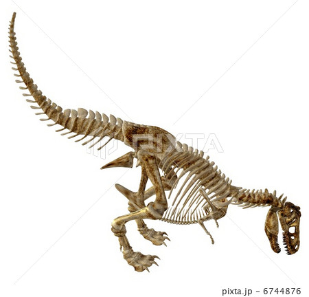 T-REX Bone☆ティラノサウルス T-REX Bone☆ティラノサウルス 6744876
