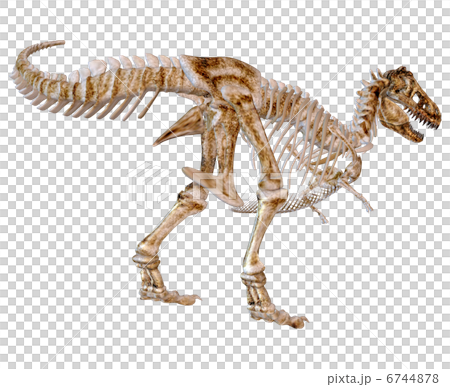T-REX Bone☆ティラノサウルス 6744878