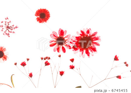 summer flowers 6745455