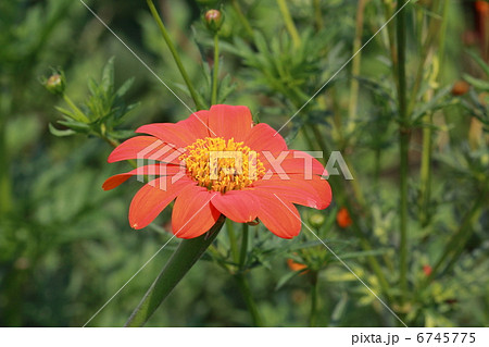 メキシコヒマワリ 6745775