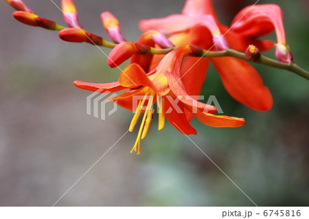 ヒオウギズイセン 6745816