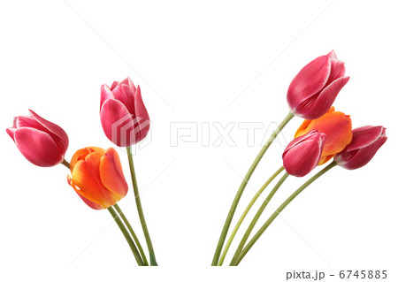 Flowers Flowers 6745885
