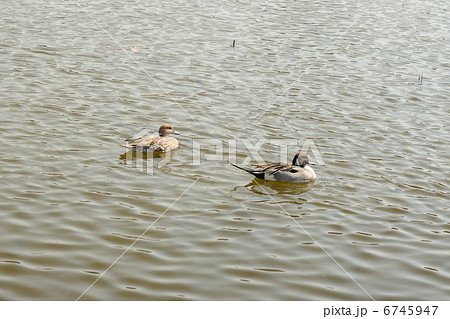 オナガガモのつがい（図鑑可） 6745947
