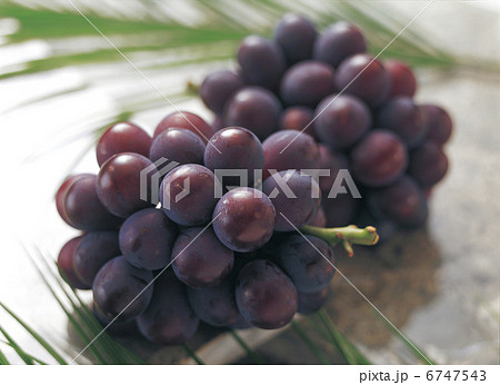 巨峰 巨峰 6747543