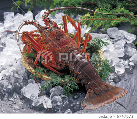 活・伊勢海老 活・伊勢海老 6747673