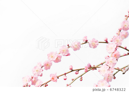 梅 しだれ梅 枝垂れ梅 枝下梅 花 初春 春 紅梅 梅の花 梅 しだれ梅 枝垂れ梅 枝下梅 花 初春 春 紅梅 梅の花 6748322