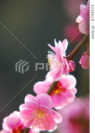 梅 枝垂れ梅 花 初春 春 紅梅 梅の花 満開 アップ 梅 枝垂れ梅 花 初春 春 紅梅 梅の花 満開 アップ 6748324