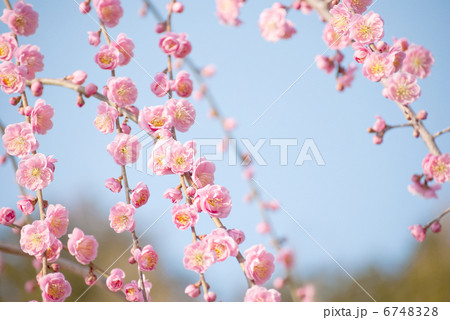 梅　枝垂れ梅　花　初春　春　紅梅　梅の花　満開　青空　梅園 6748328
