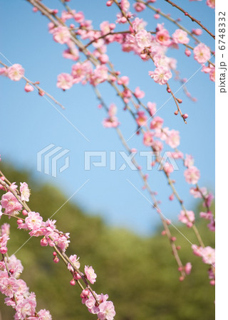 梅 枝垂れ梅 花 初春 春 紅梅 梅の花 満開 青空 梅園 梅 枝垂れ梅 花 初春 春 紅梅 梅の花 満開 青空 梅園 6748332