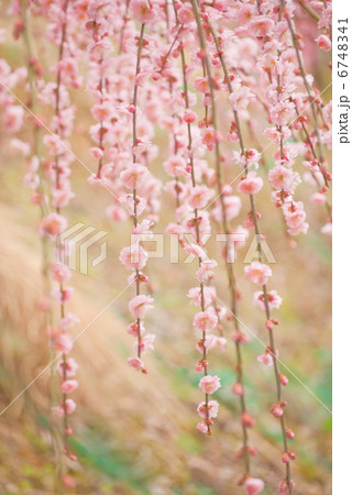 梅　枝垂れ梅　花　初春　春　紅梅　梅の花　満開　梅林　梅園 6748341