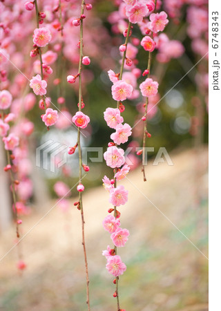 梅　枝垂れ梅　花　初春　春　紅梅　梅の花　満開　梅林　梅園 6748343