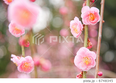 梅 枝垂れ梅 花 初春 春 紅梅 梅の花 満開 梅林 梅園 梅 枝垂れ梅 花 初春 春 紅梅 梅の花 満開 梅林 梅園 6748345