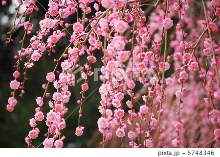 梅 枝垂れ梅 花 初春 春 紅梅 梅の花 満開 梅林 梅園の写真素材