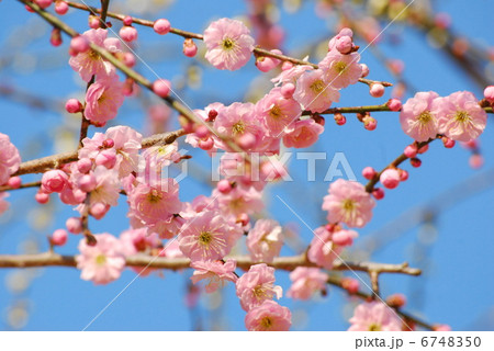 梅 枝垂れ梅 青空 花 初春 春 紅梅 梅の花 満開 梅 枝垂れ梅 青空 花 初春 春 紅梅 梅の花 満開 6748350