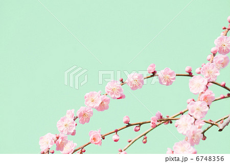 梅 枝垂れ梅 枝下梅 花 初春 春 紅梅 梅の花 満開 蕾 のイラスト素材