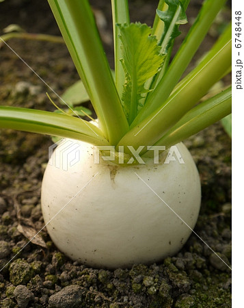 かぶ かぶ 6748448