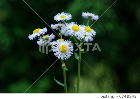 ハルジオン 6748545