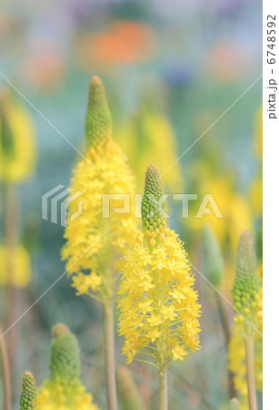 ブルビネラ・フロリブンダ 6748592